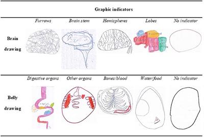 Draw me a brain: The use of drawing as a tool to examine children's developing knowledge about the “black box”